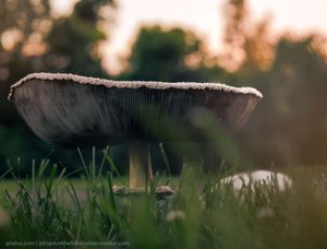 Mushroom photo